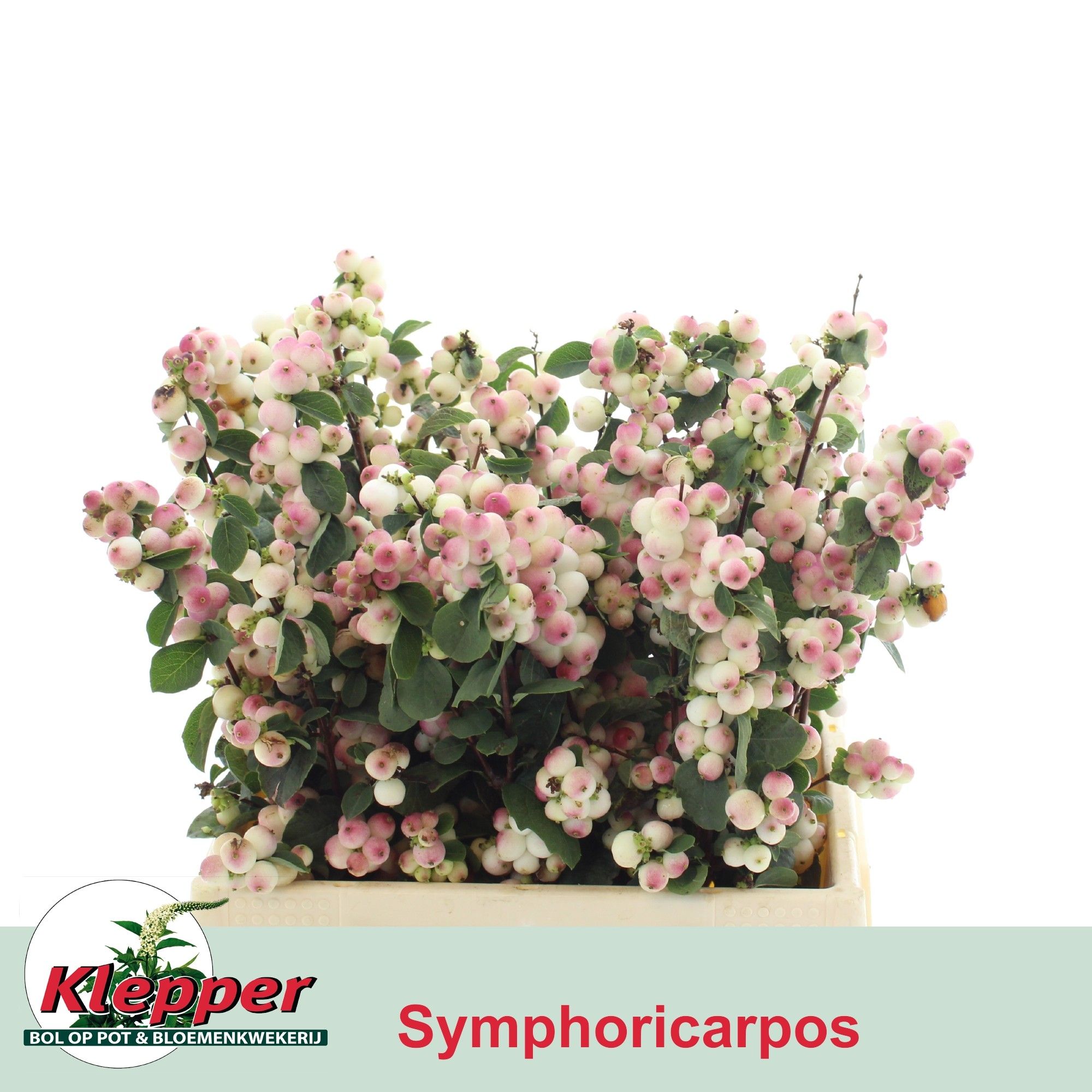 Sympho Mag R Ri Hood