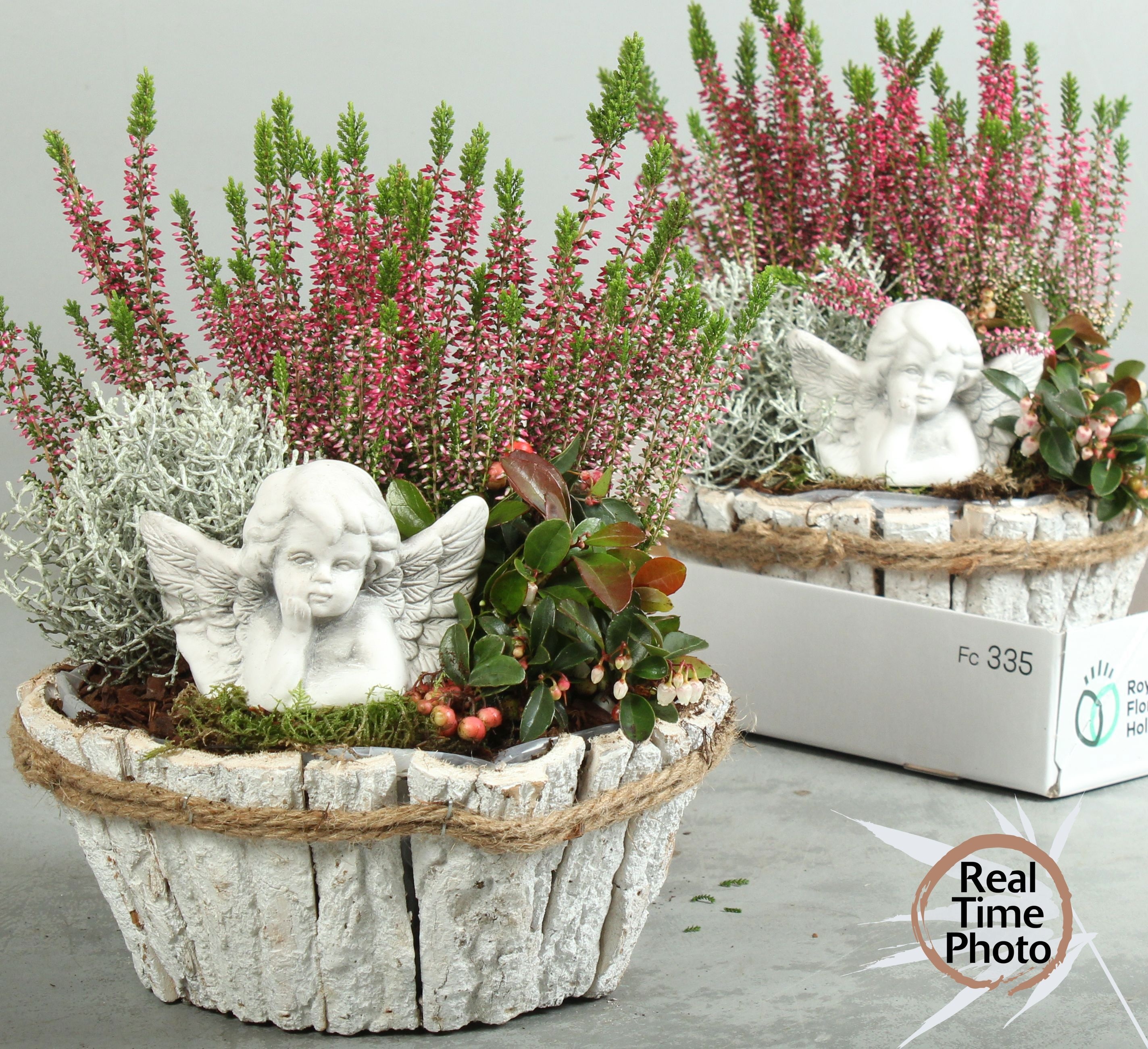 Arr Tuinplanten 24P 30cm