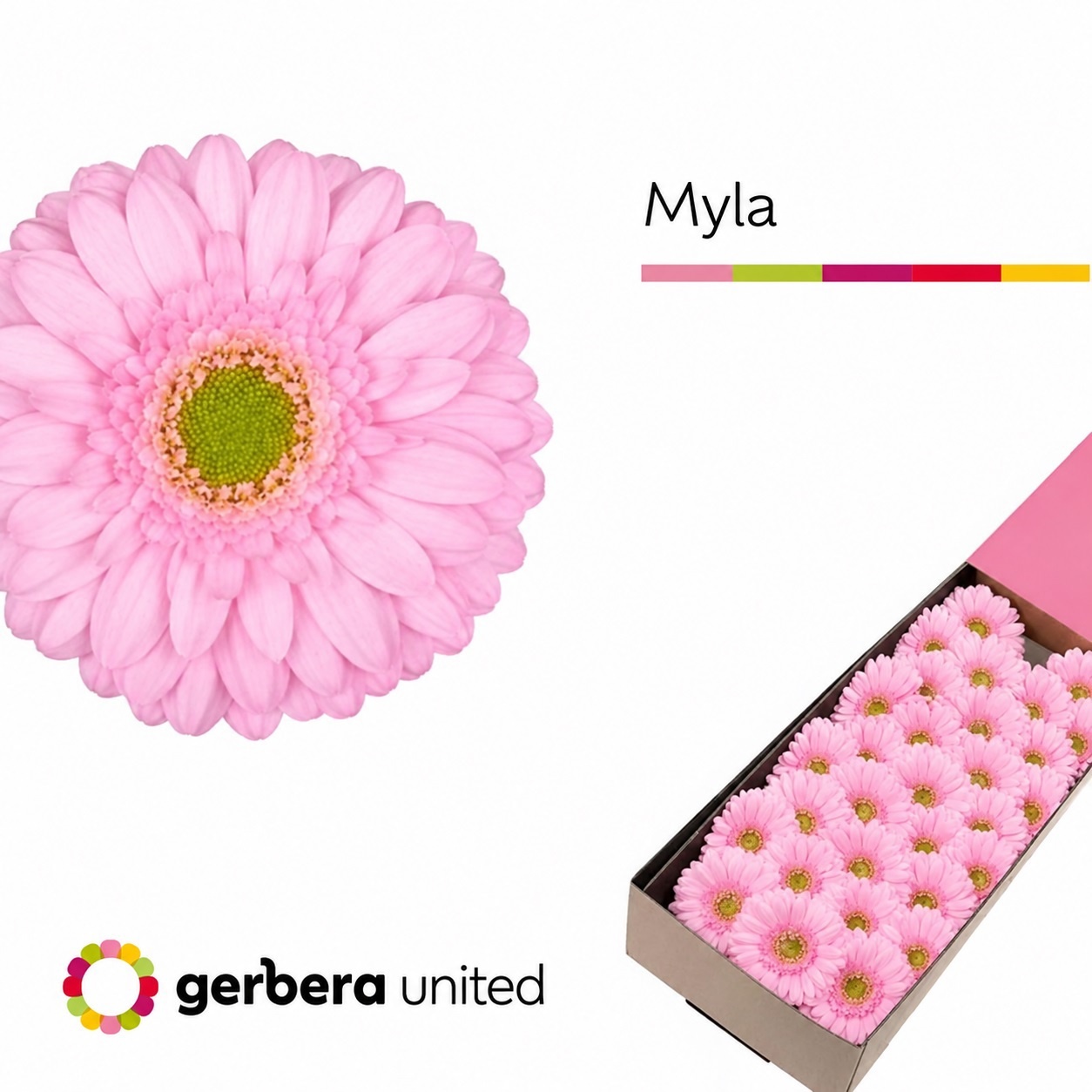 Gerbera Mini Myla 45cm 7cm Hd