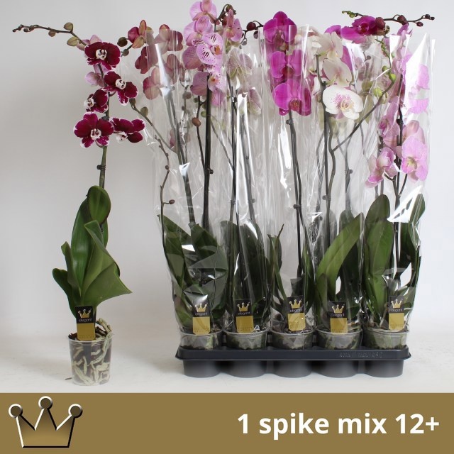 Phal Gem 7 Kl 12P 80H 1TAK 12bloem 23bloei