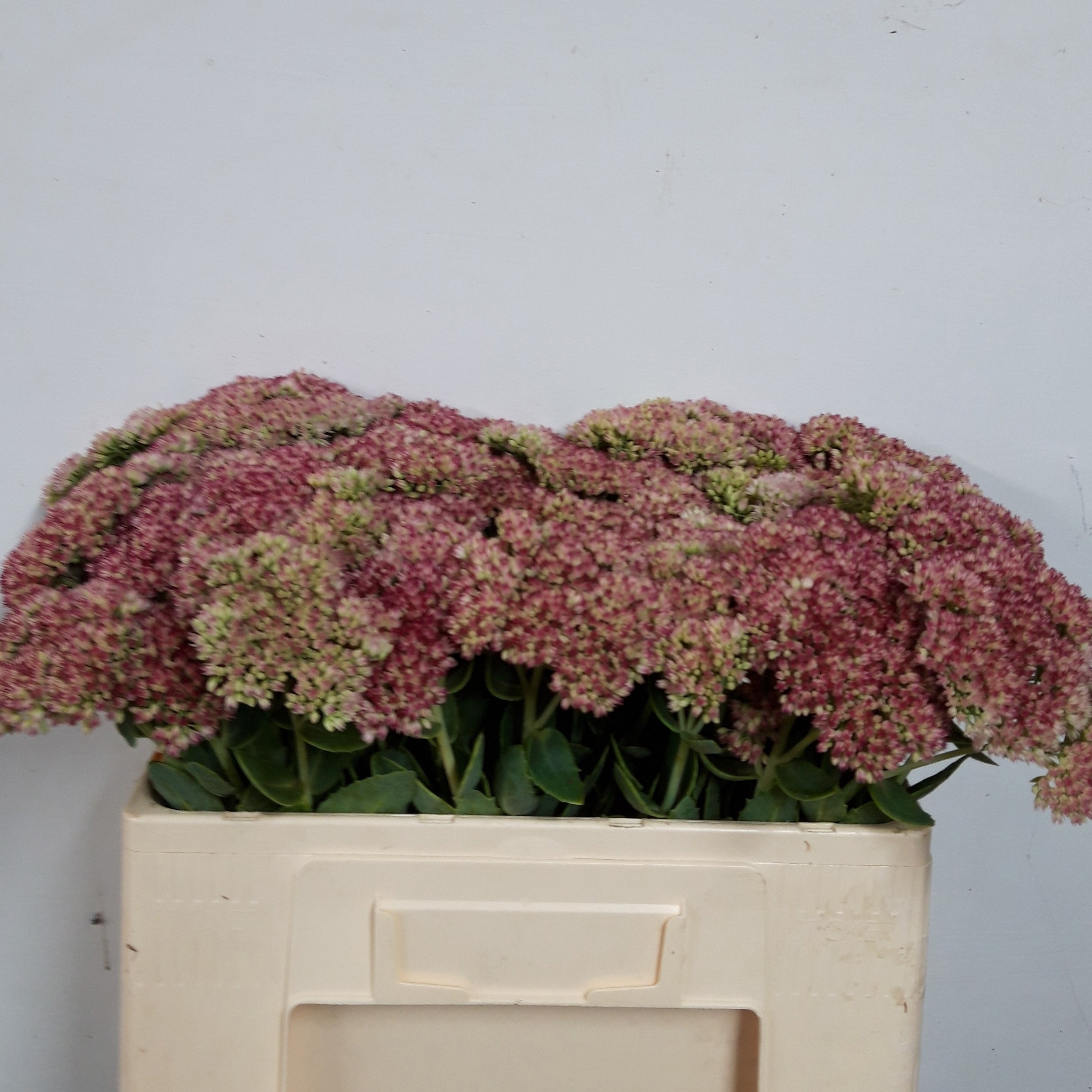 Sedum Spect Pink 50cm