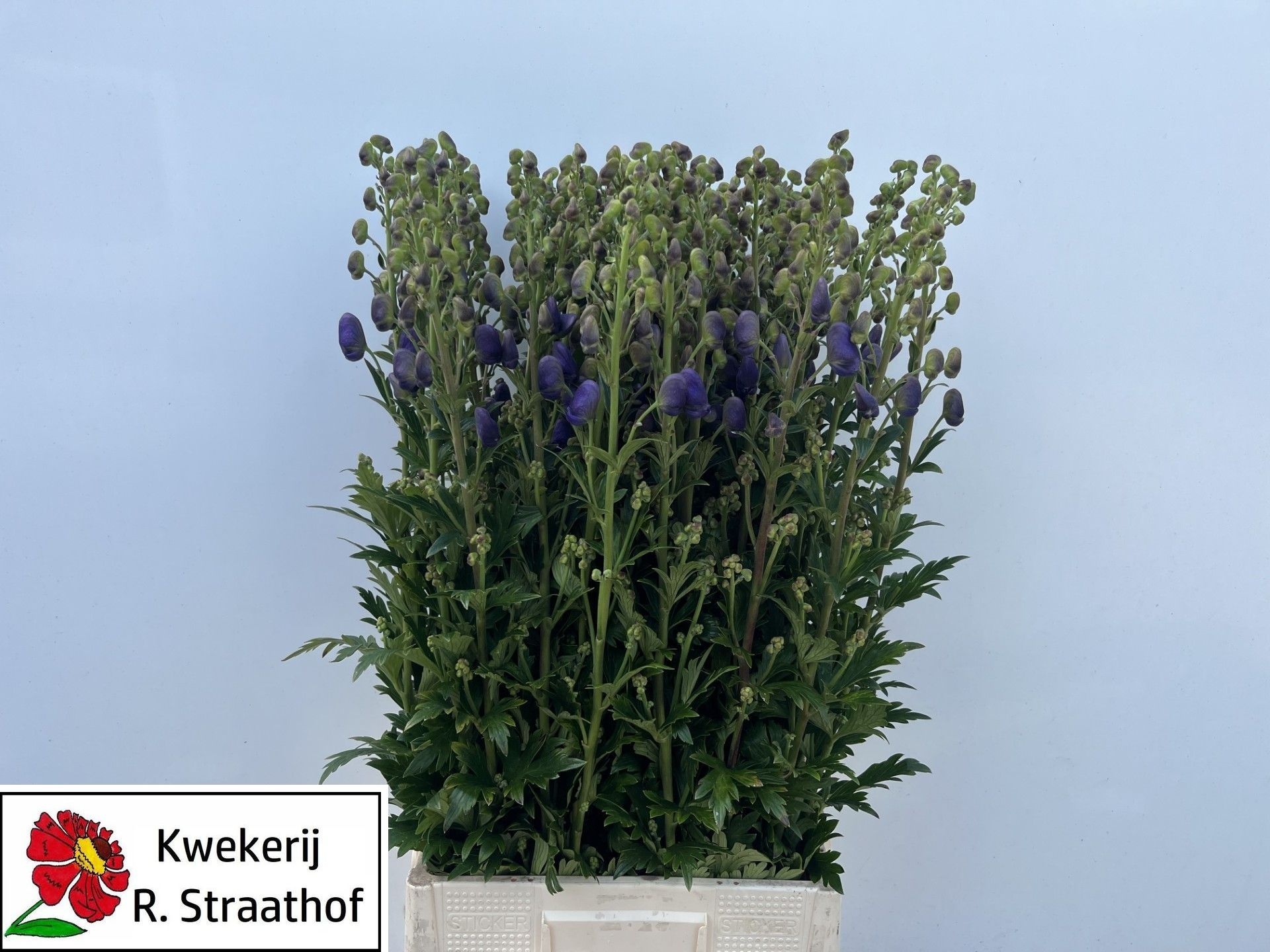 Aconitum Arensi 90cm