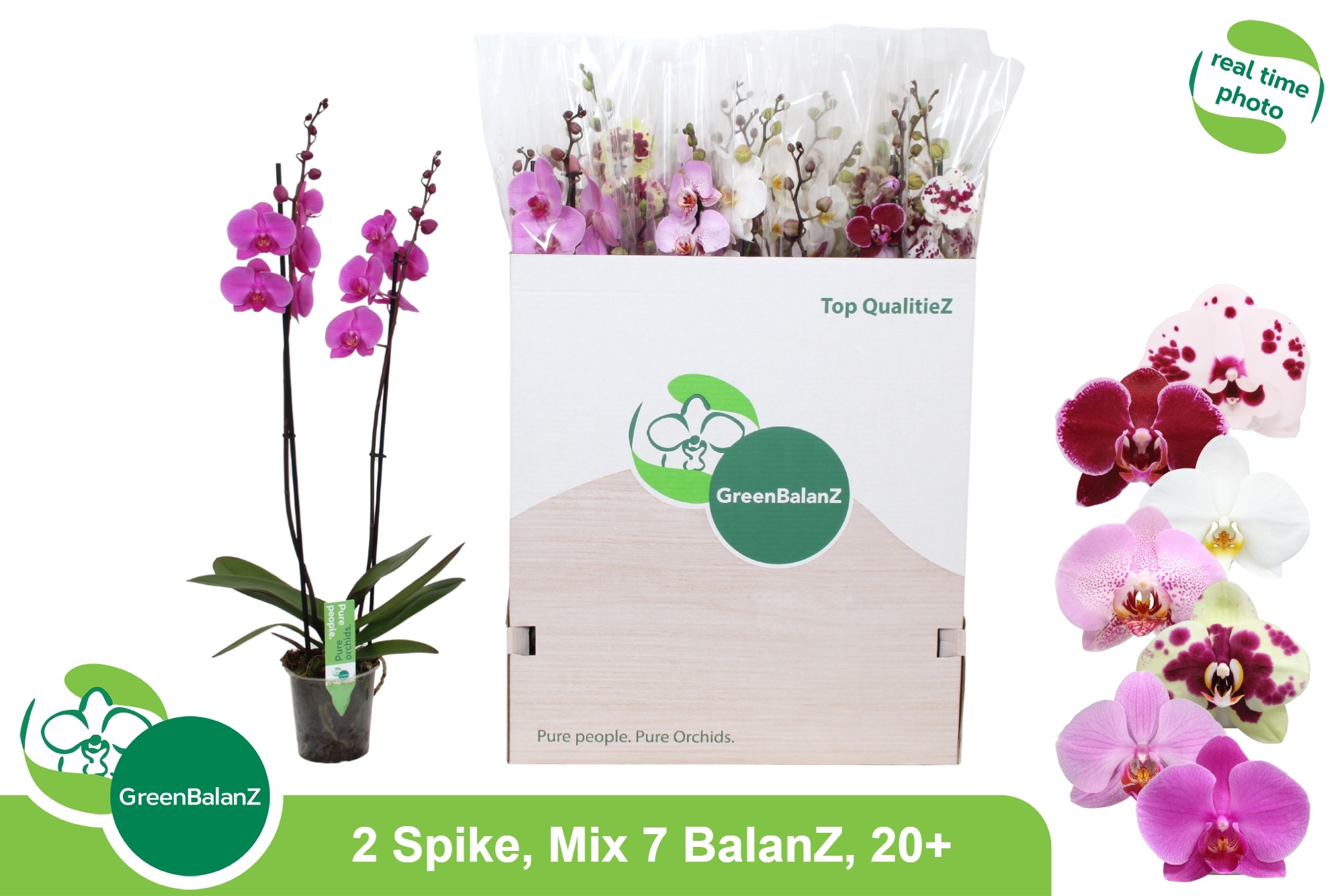 Phal Gem 7 Kl 12P 75H 2TAK 20bloem 23bloei