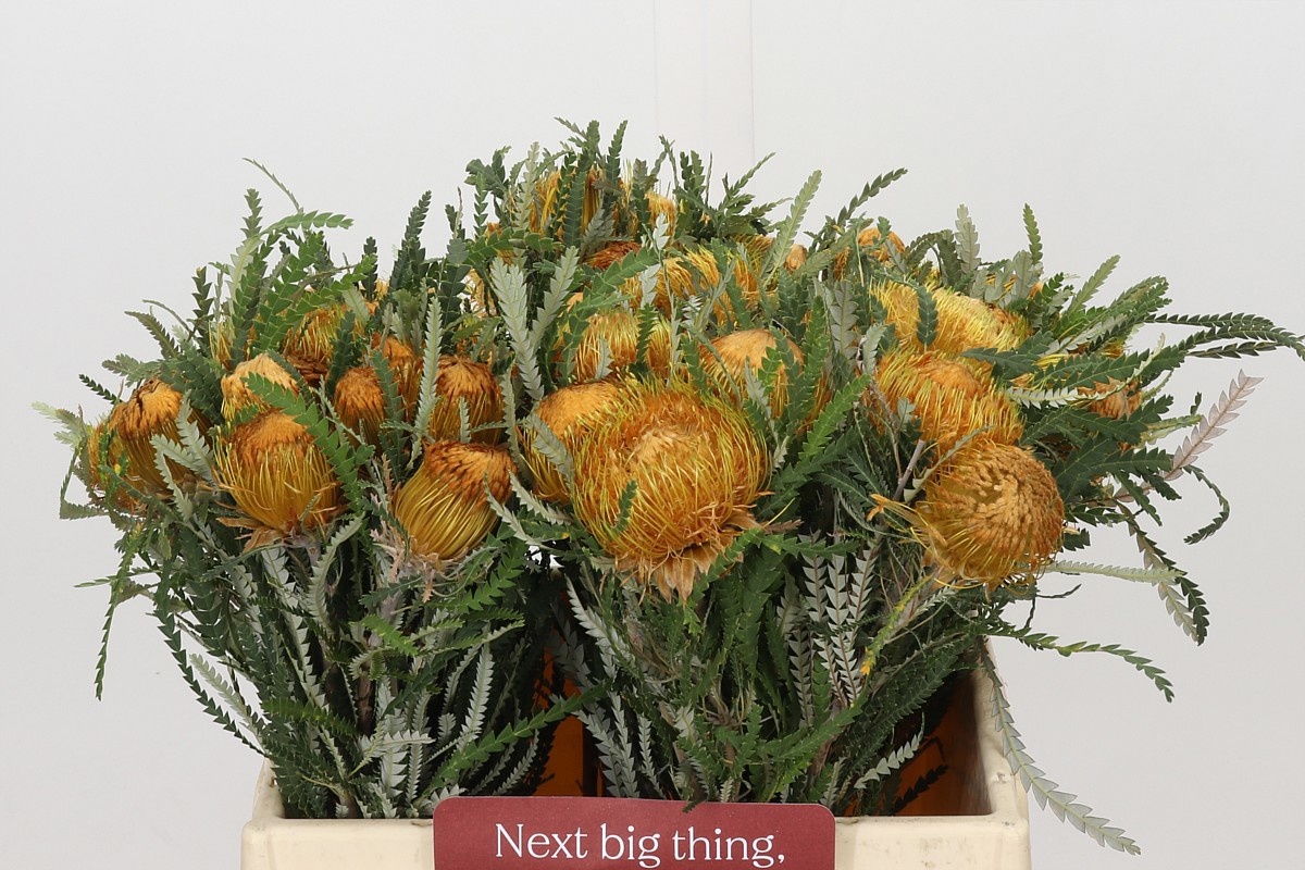 Dryandra Formosa 40cm