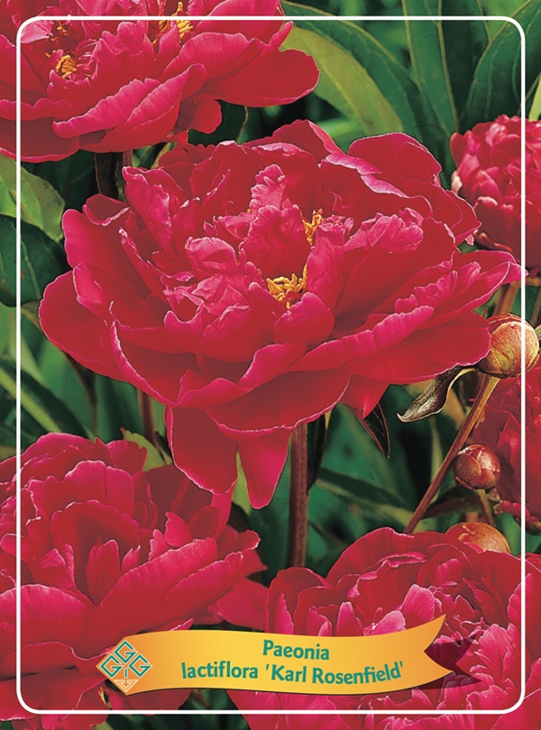 Picture of Paeonia Lactiflora mix 6x10 srt. per shelve P11