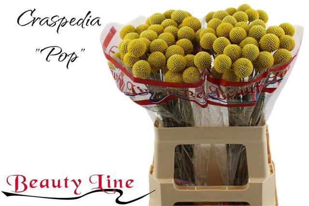 Craspedia Paint Pop 50cm