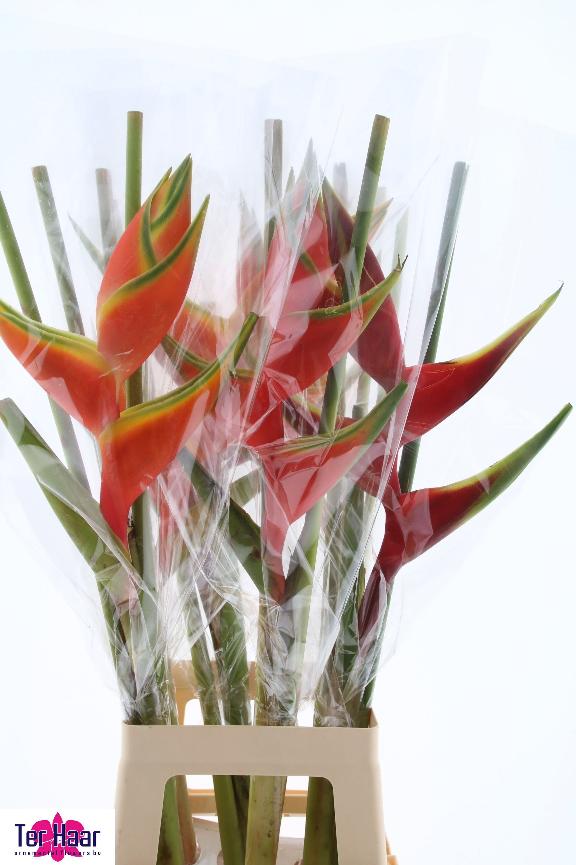 Heliconia Bq 3 90cm