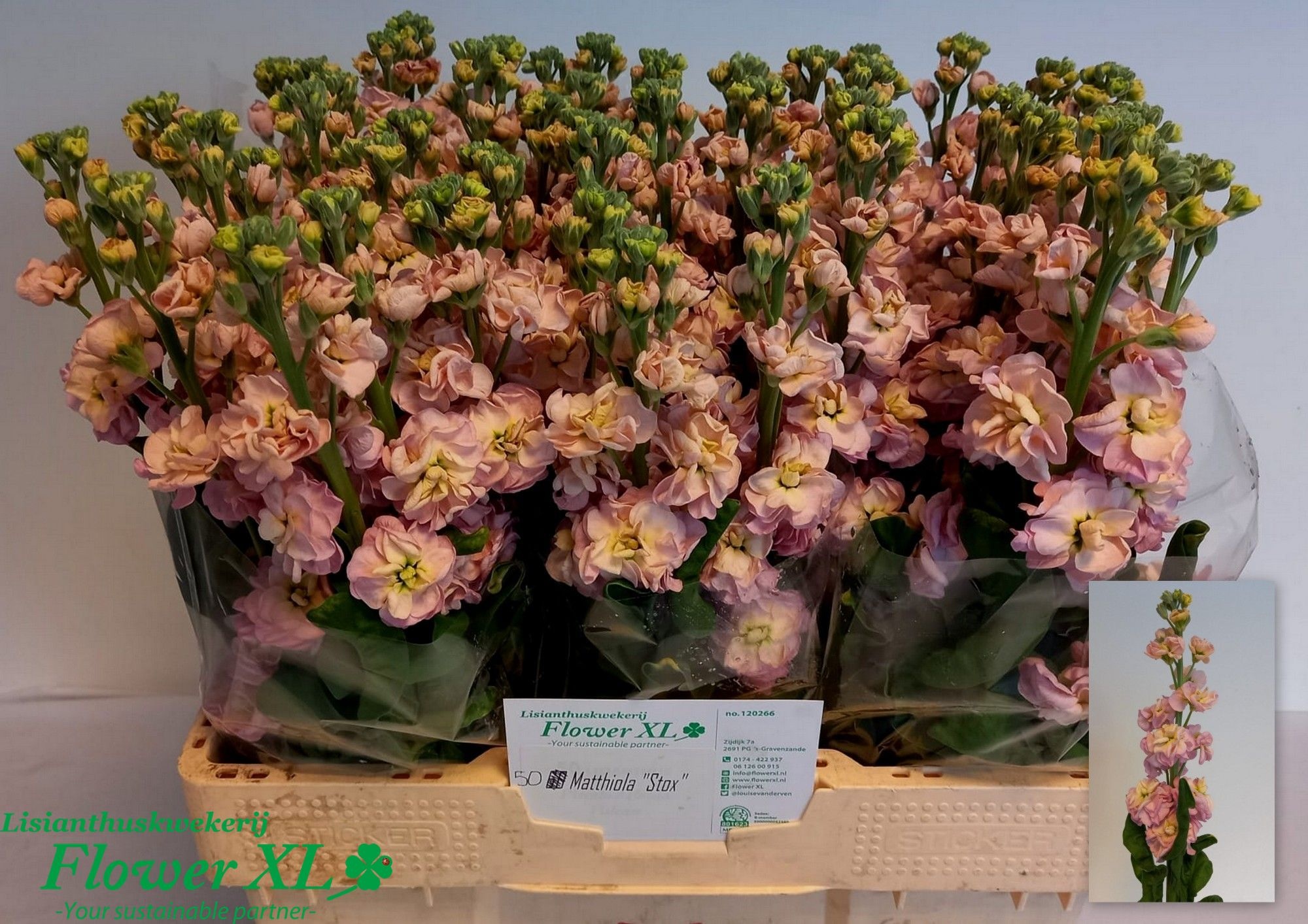 Matthiola Stox Champagne 50cm