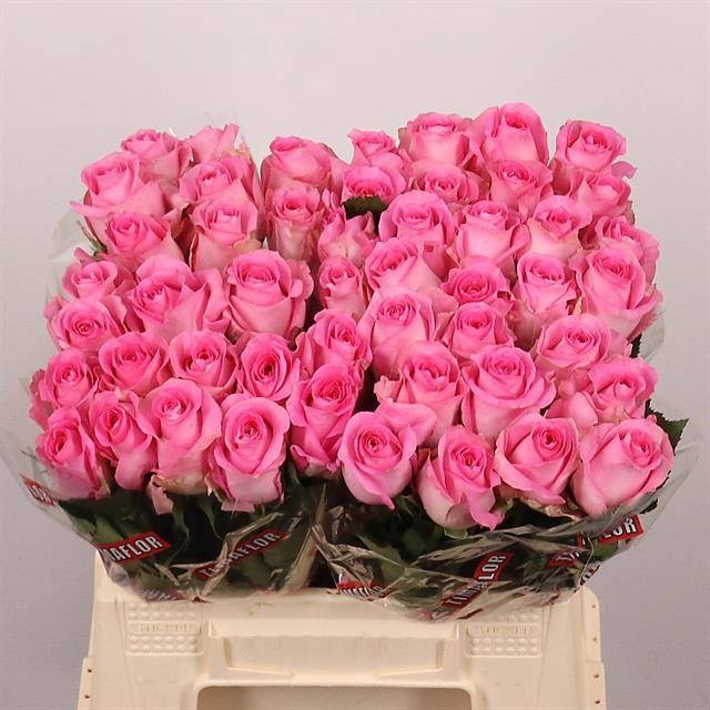 Rosa Revival 40cm