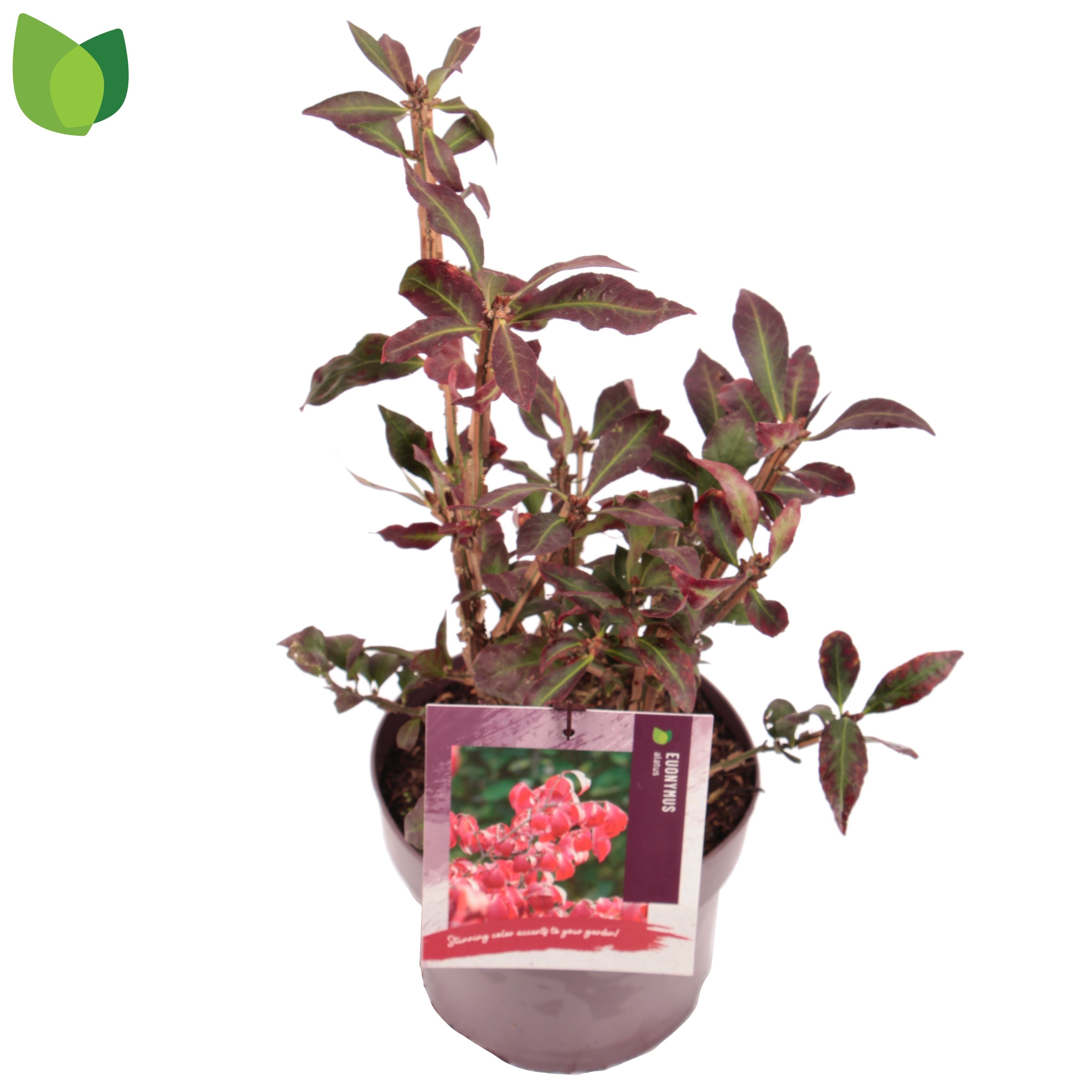 Euonymus alatus