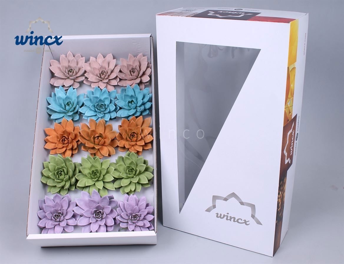 Echeveria Paint Pastel Mix (wincx) Cutfl