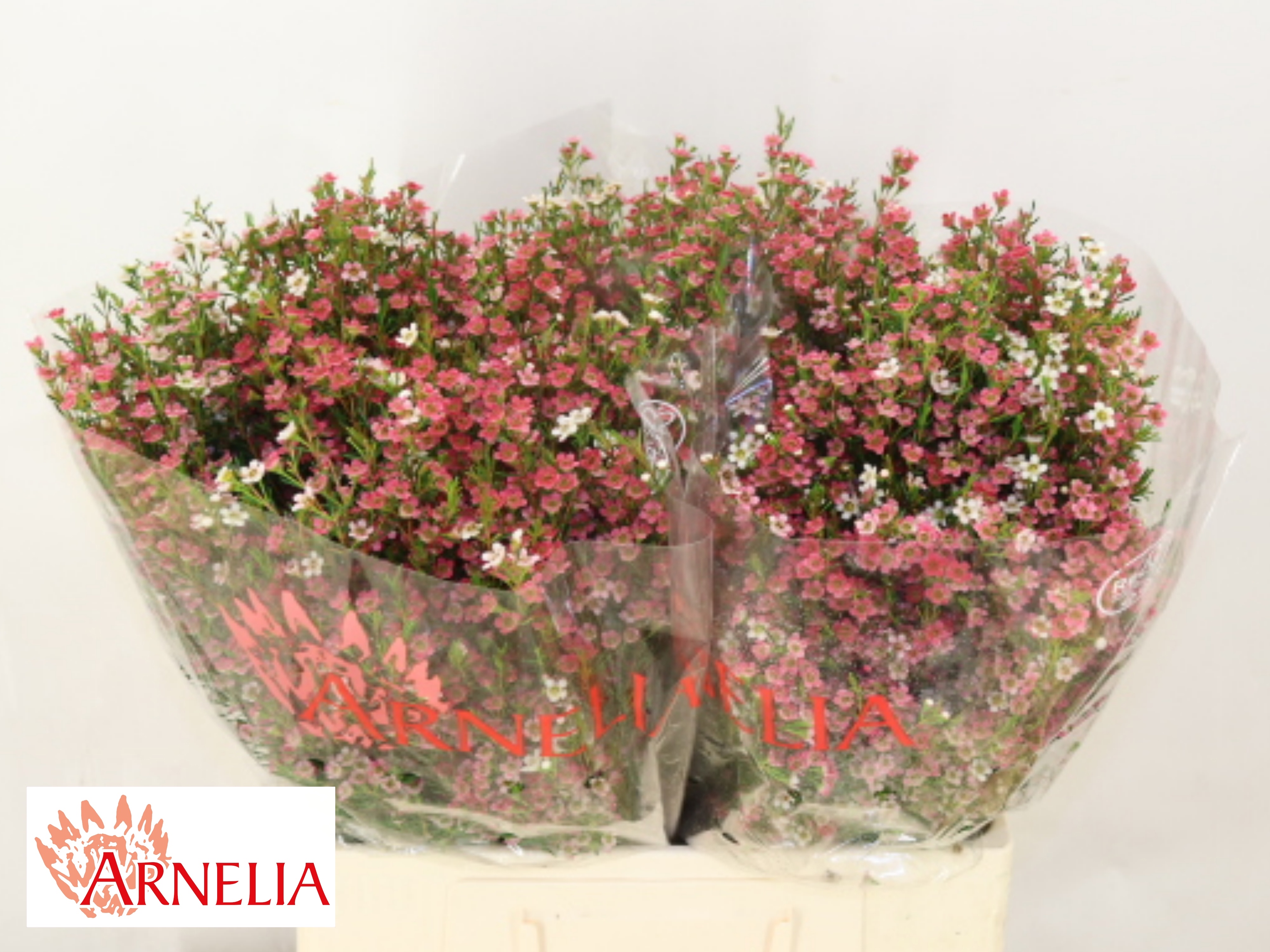 Chamelaucium My Sweet 16 60cm 25gram
