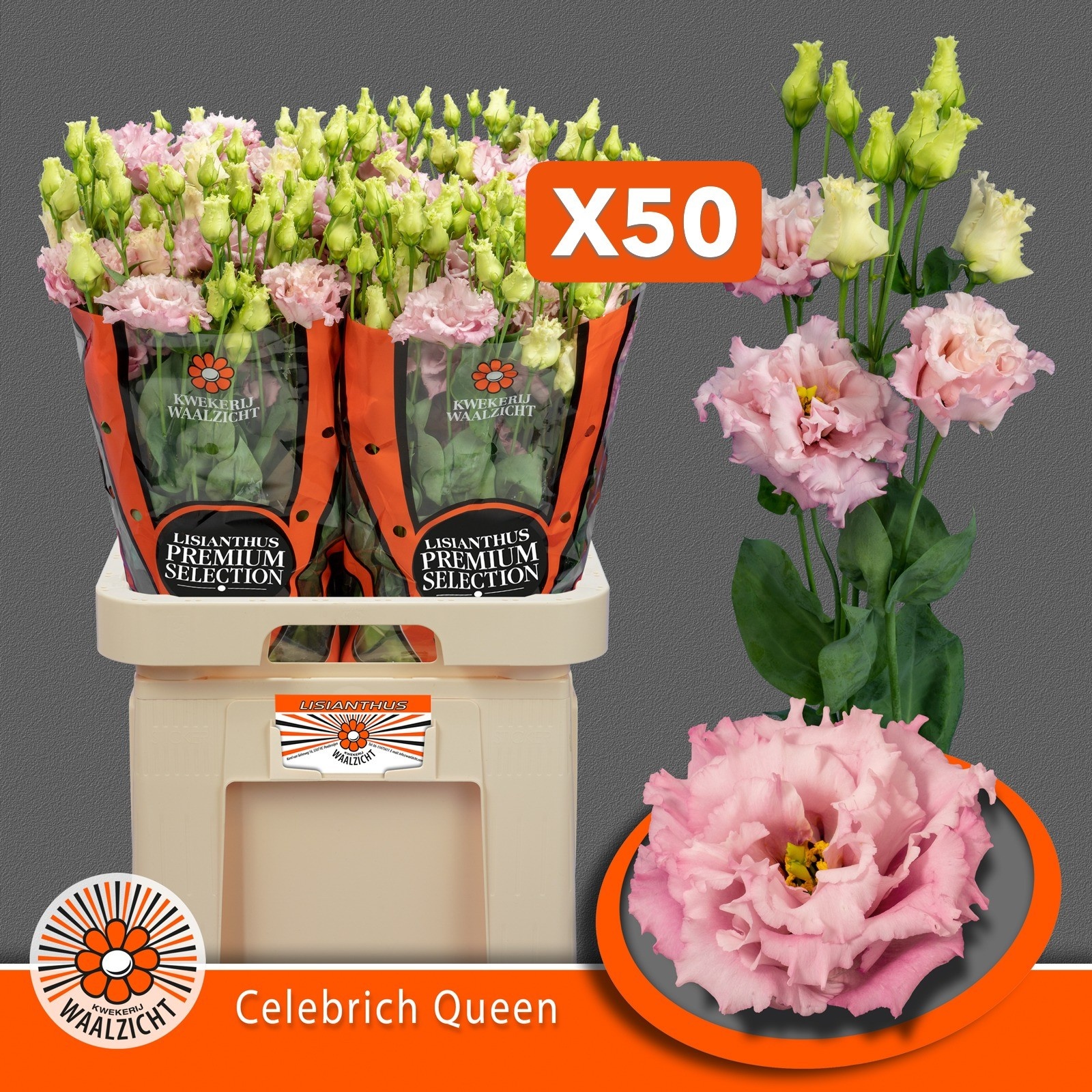 Lisianthus Double Celebrich Queen 70cm