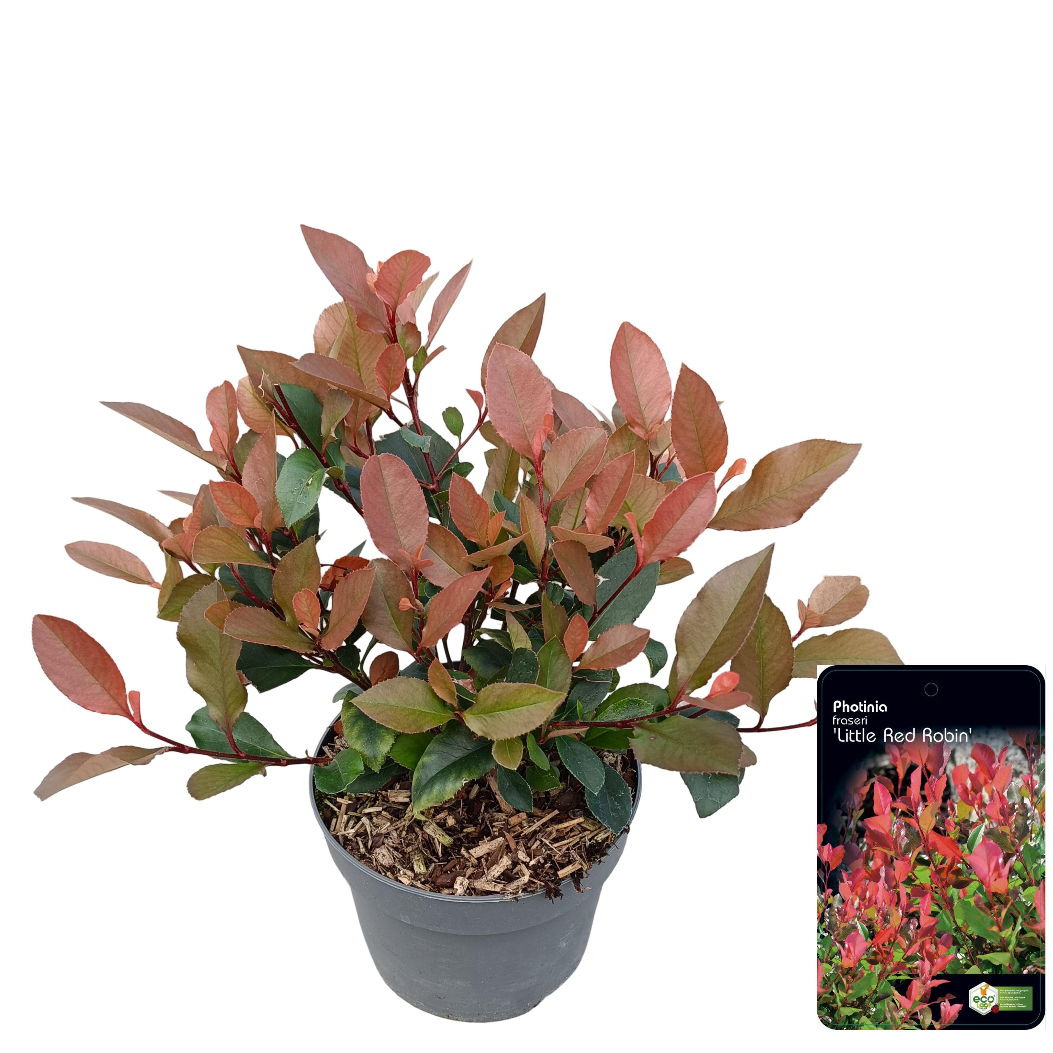 Picture of Photinia fraseri 'Little Red Robin' C2