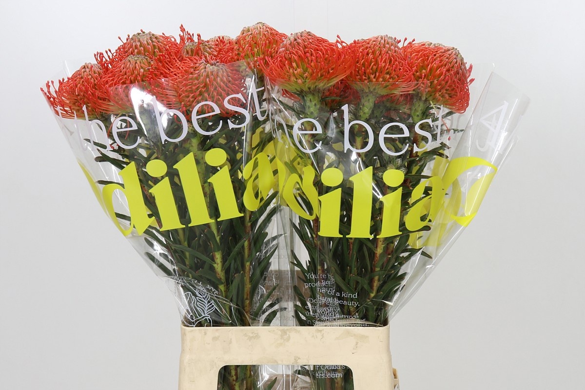 Leucospermum Succession 70cm