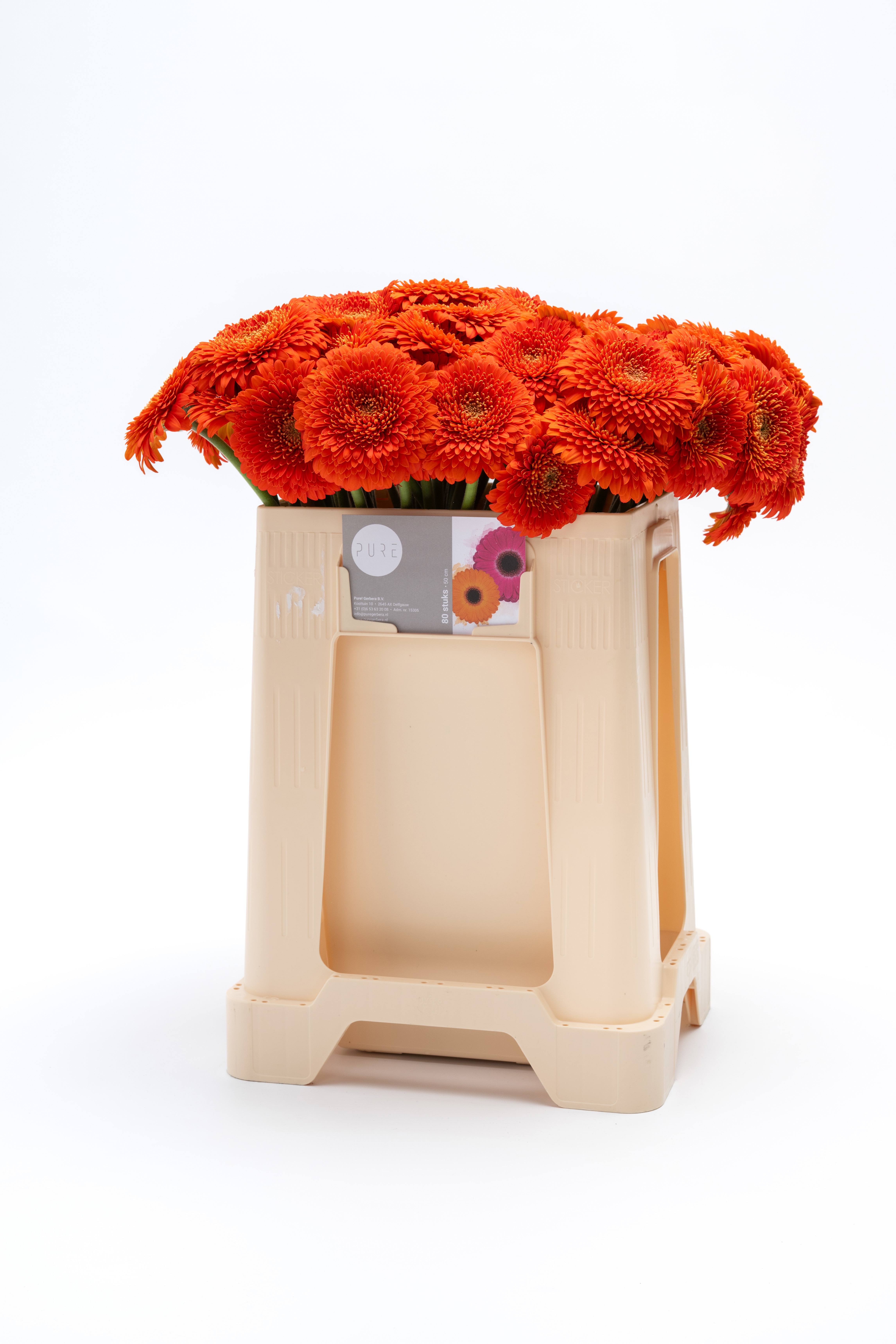 Ge Mb Pomponi Fozzie
