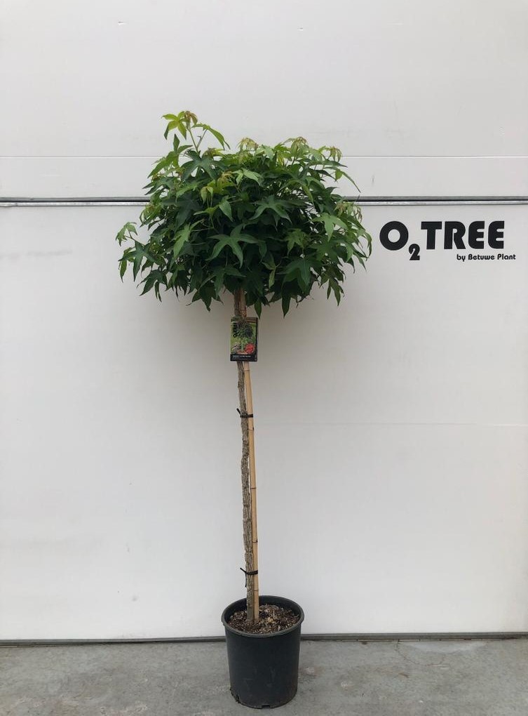 Liquidambar styraciflua 'Gum Ball' stam