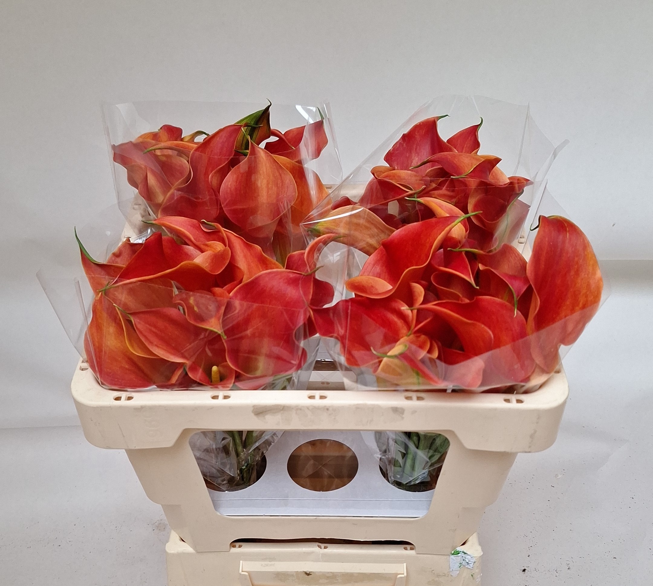 Calla Sunset Passion 50cm