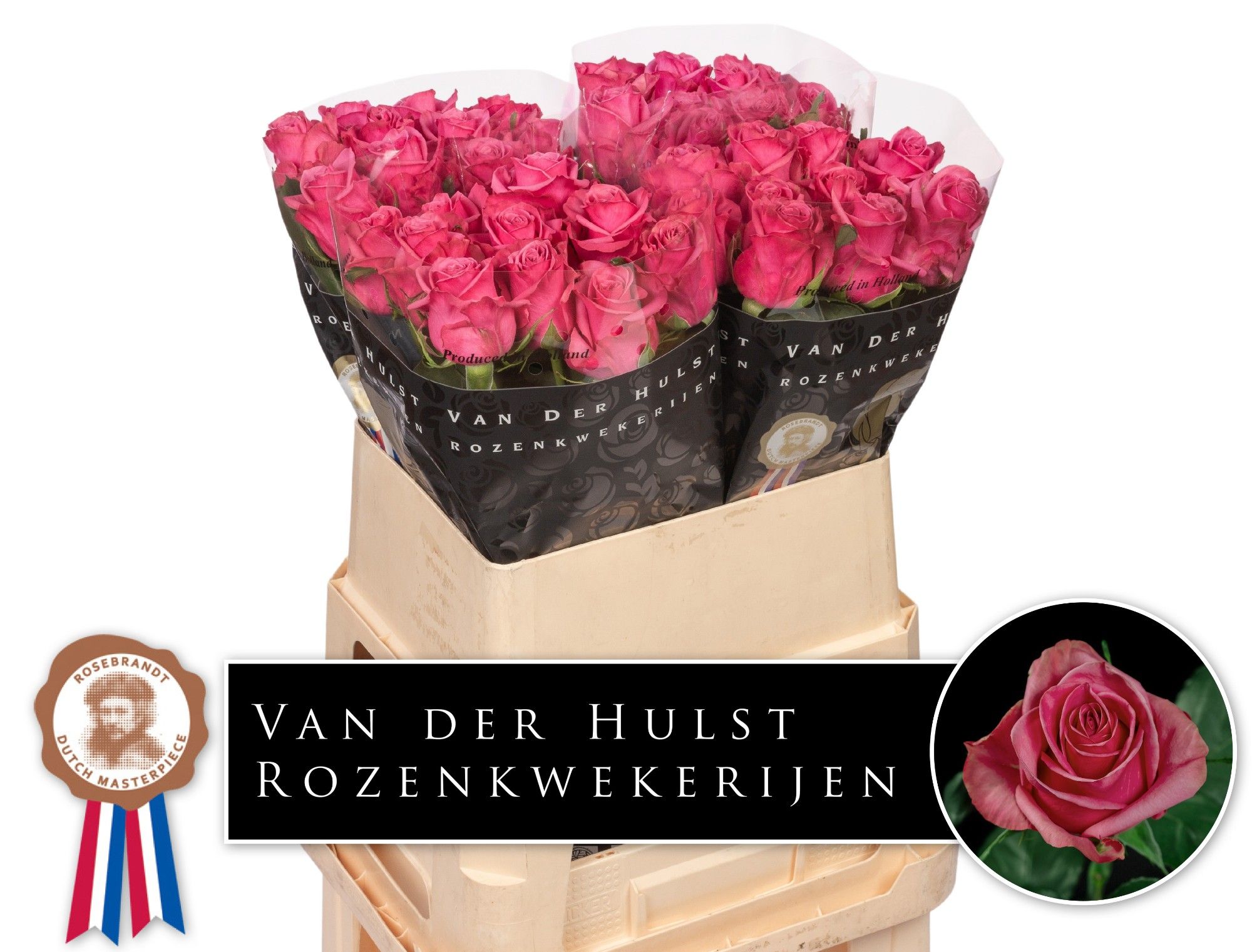 Rosa Kiss Me Kate 80cm