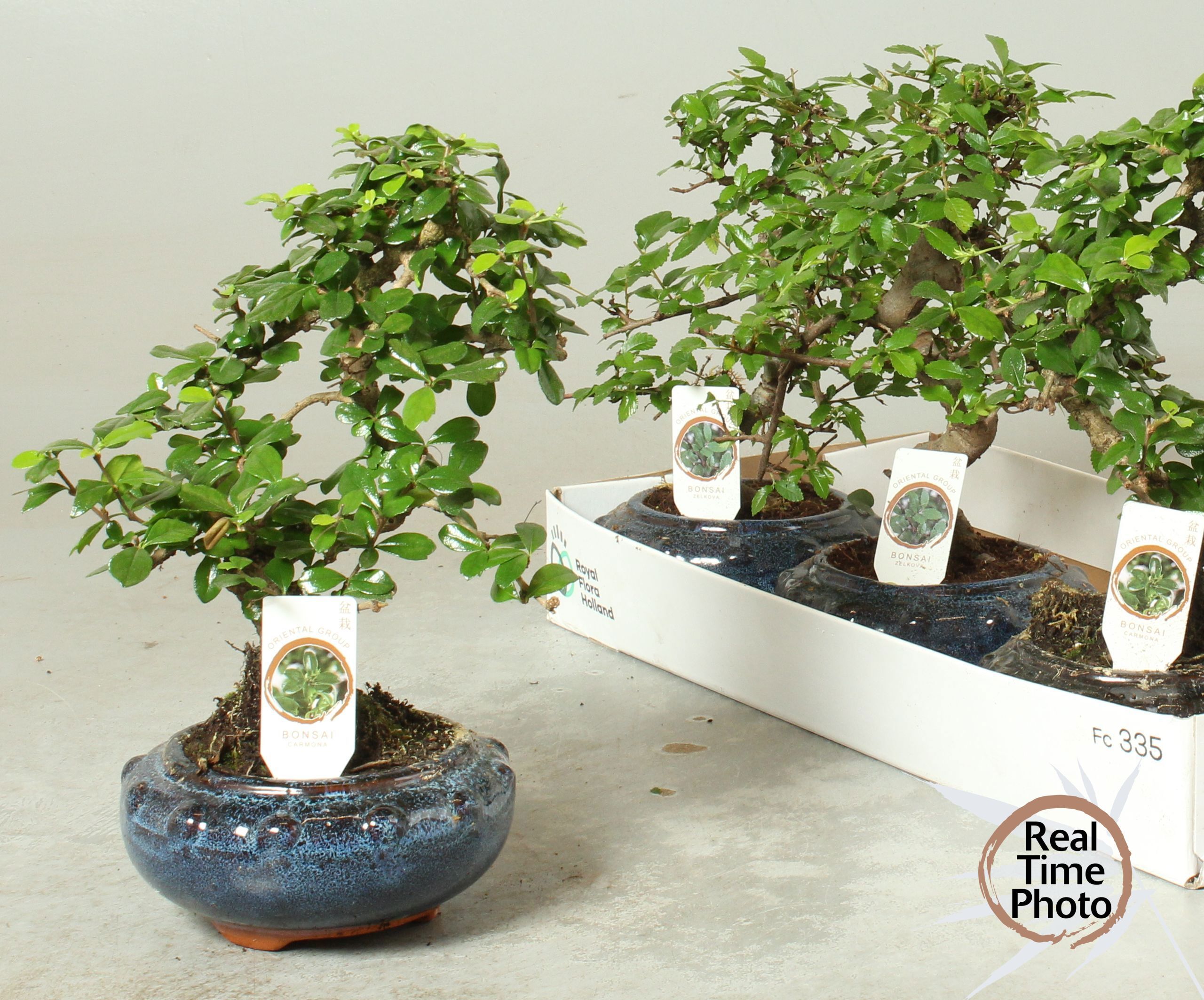 glanzmispel tierfreundlich Glanzmispel Photinia 'Red Robin' - Photinia fraseri red robin