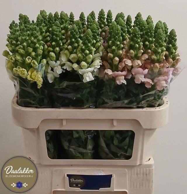 Antirrhinum Mixed In Bucket 80cm
