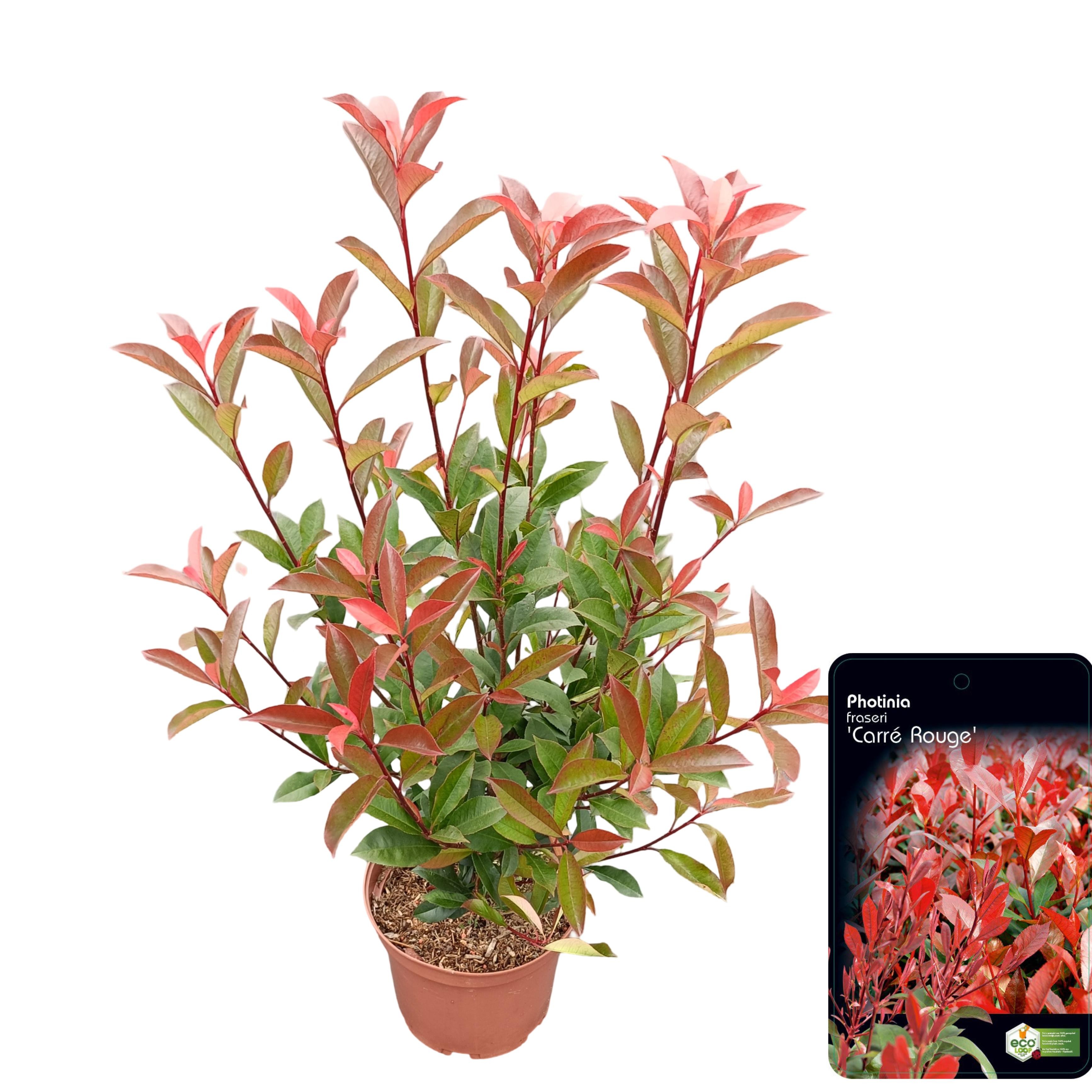Picture of Photinia fraseri 'Carré Rouge' C5