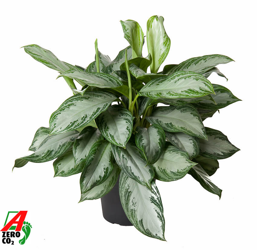 Picture of Aglaonema Silver Bay P24 60CM (LOOSE)