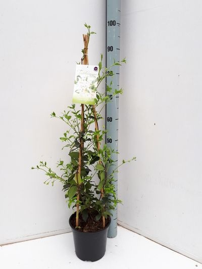 Trachelospermum jasm. 'Star of Sicily'