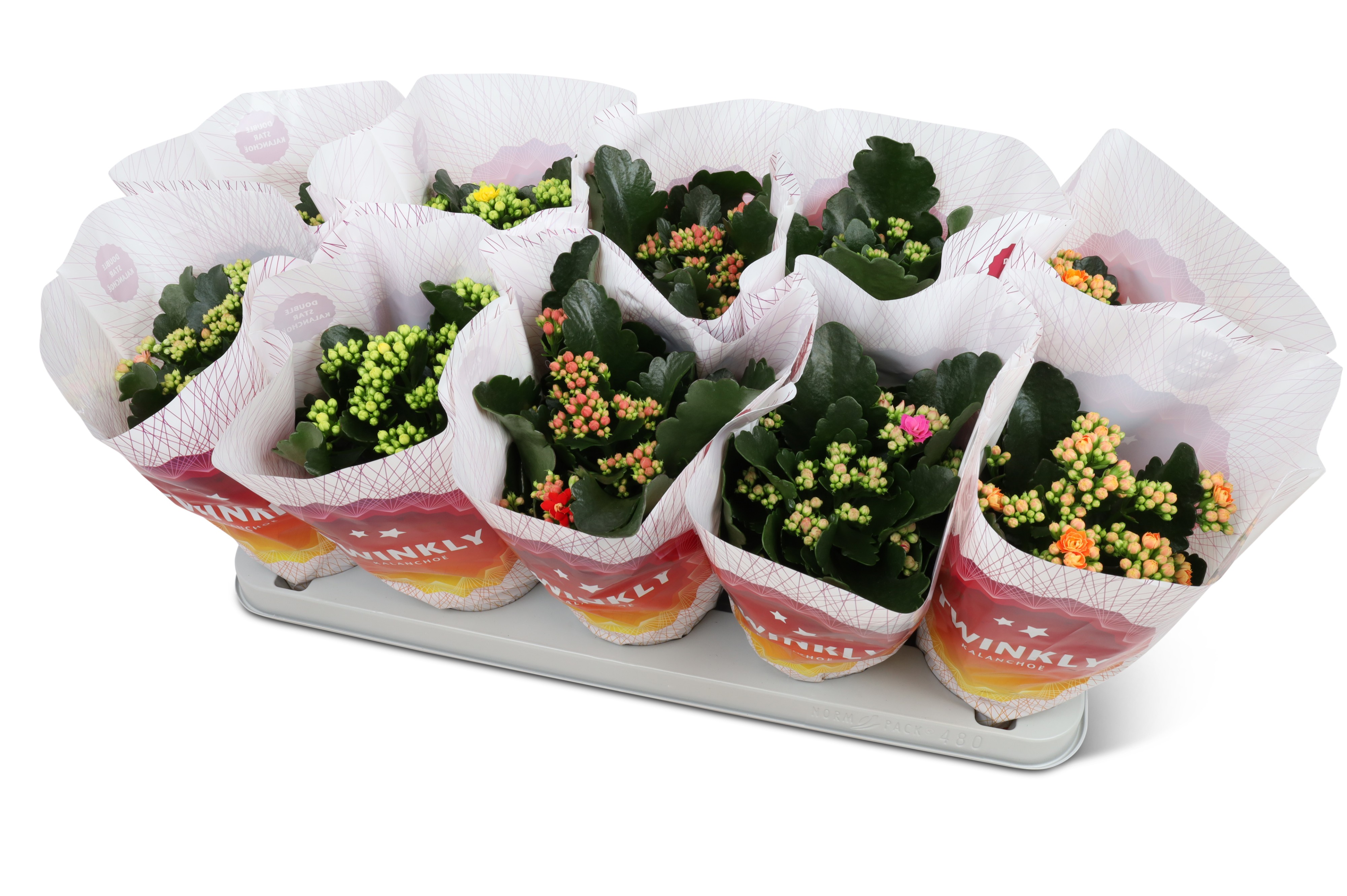 Picture of Kalanchoe Perfecta in 5 varieties Twinkly sleeve P12 25CM