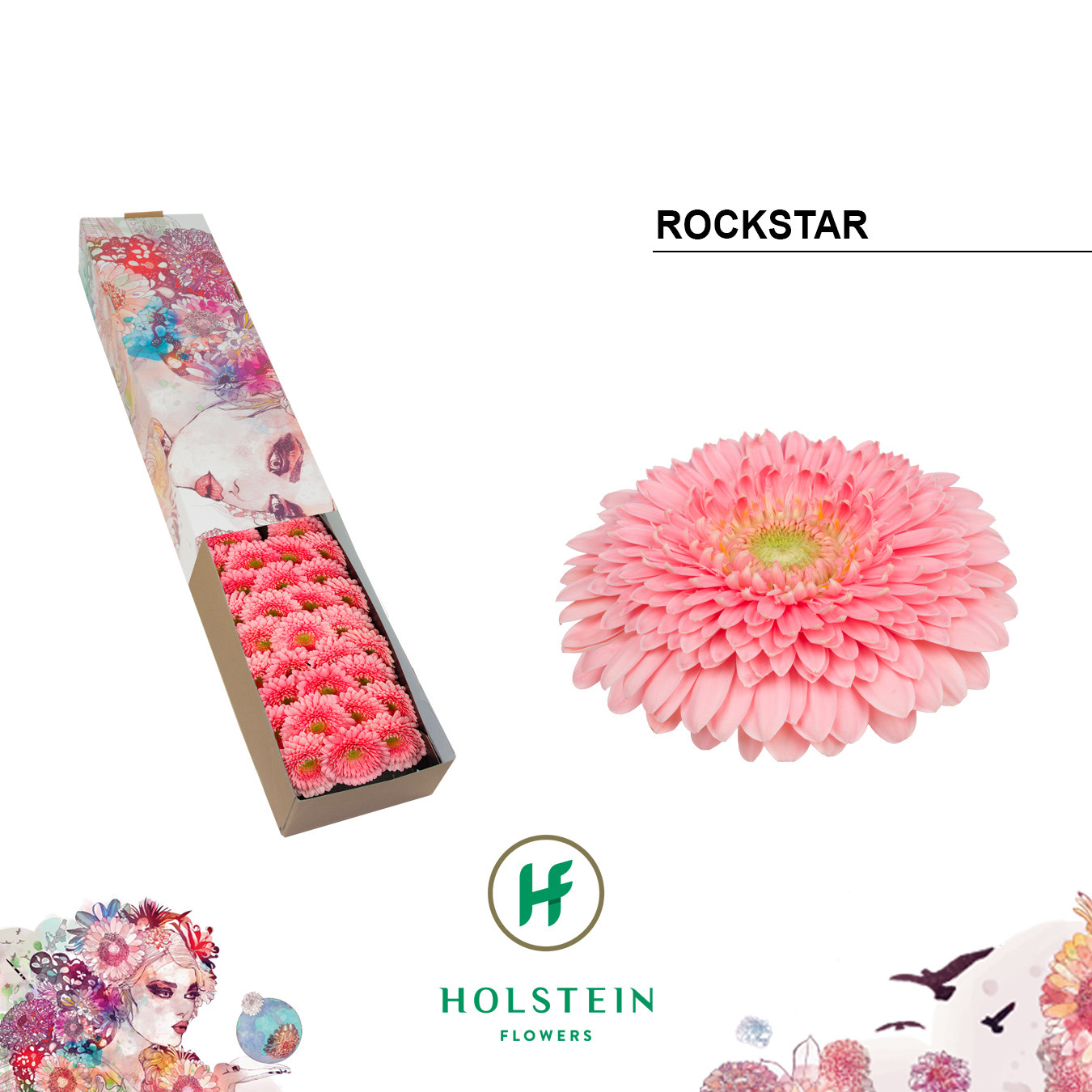 Ge Bv Pom Rockstar