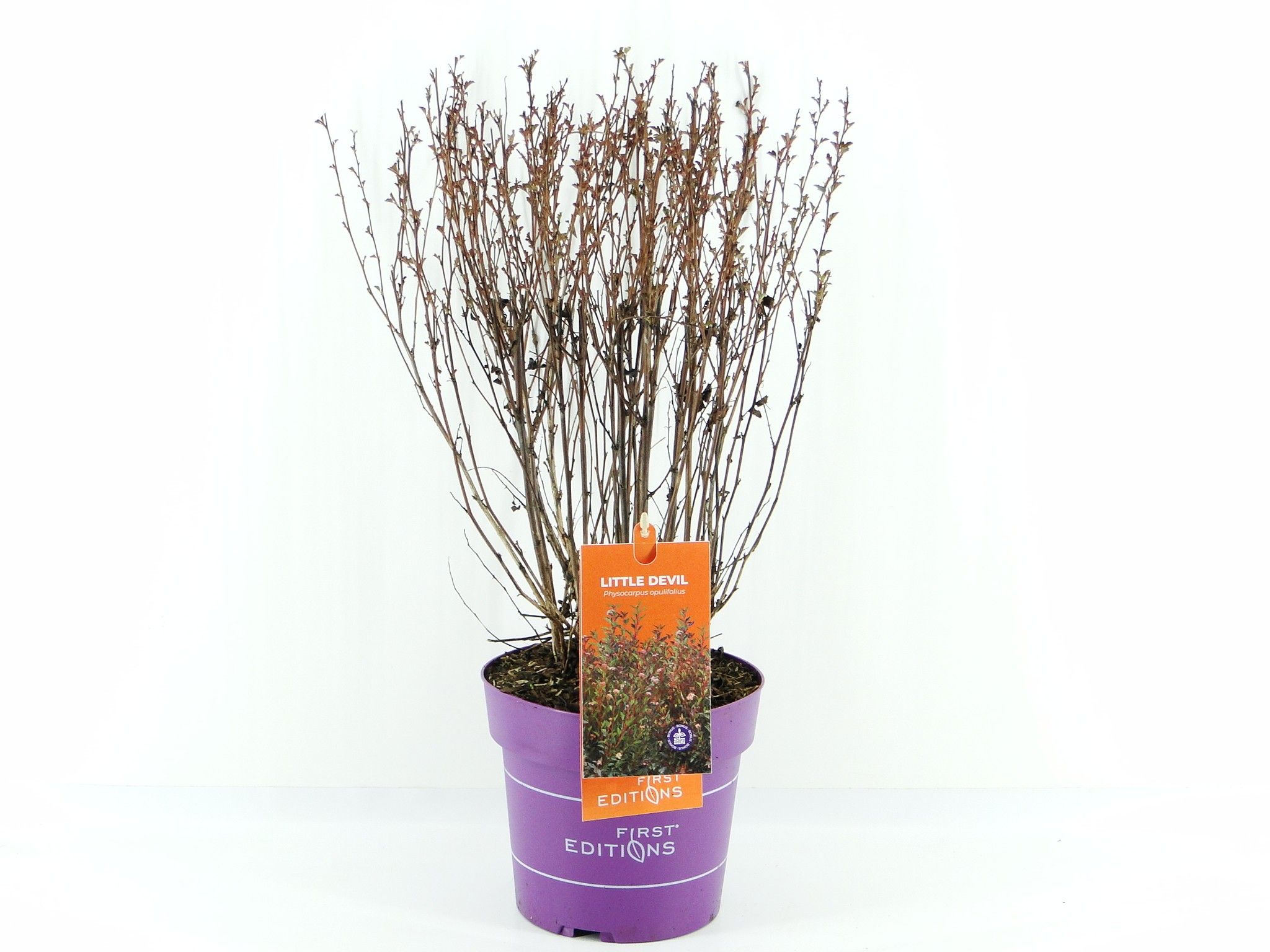 Picture of Physocarpus op. Little Devil (First Editions®)