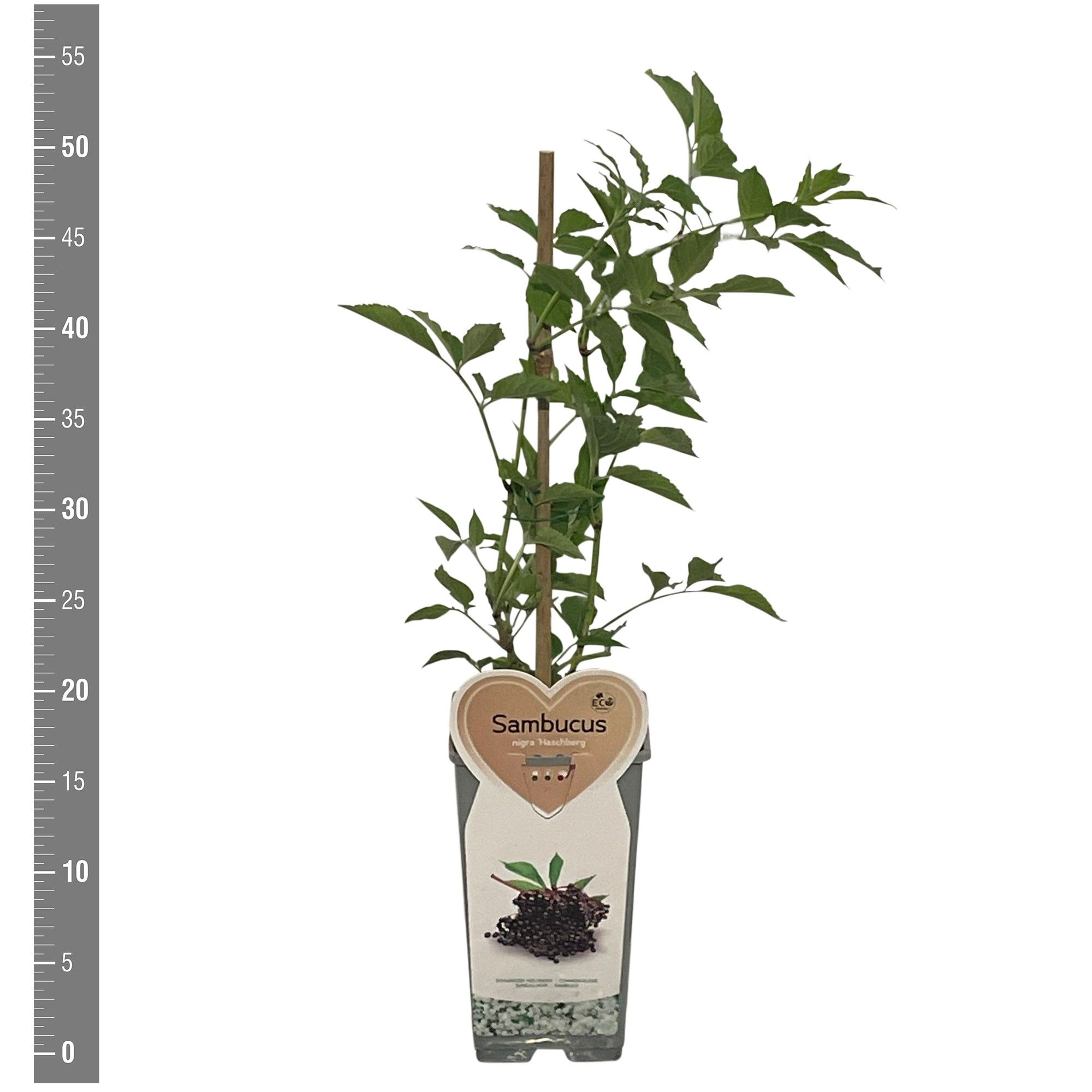 Sambucus Kleinfruit Sambucus nigra Haschberg 2 liter (Vlierbes)