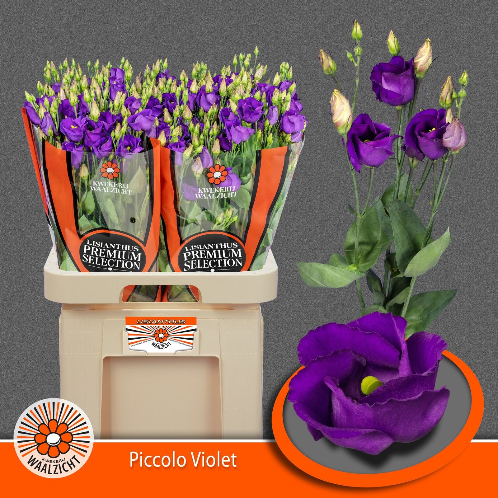 Eus E Picco Violet
