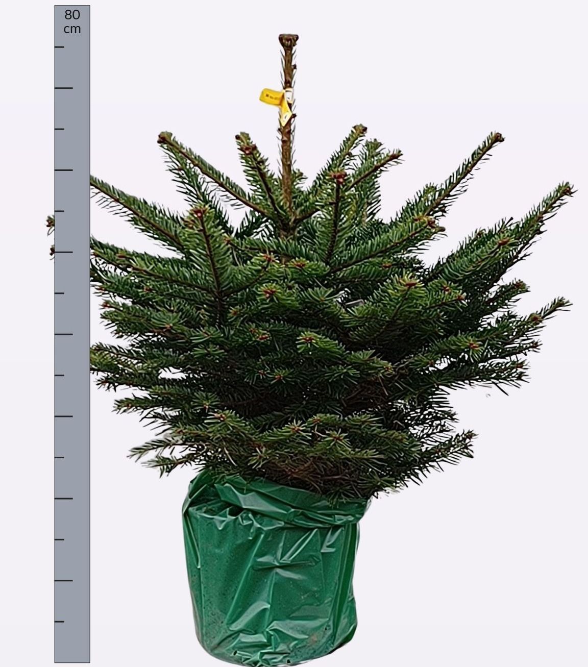 Abies nordmanniana - Zilverspar