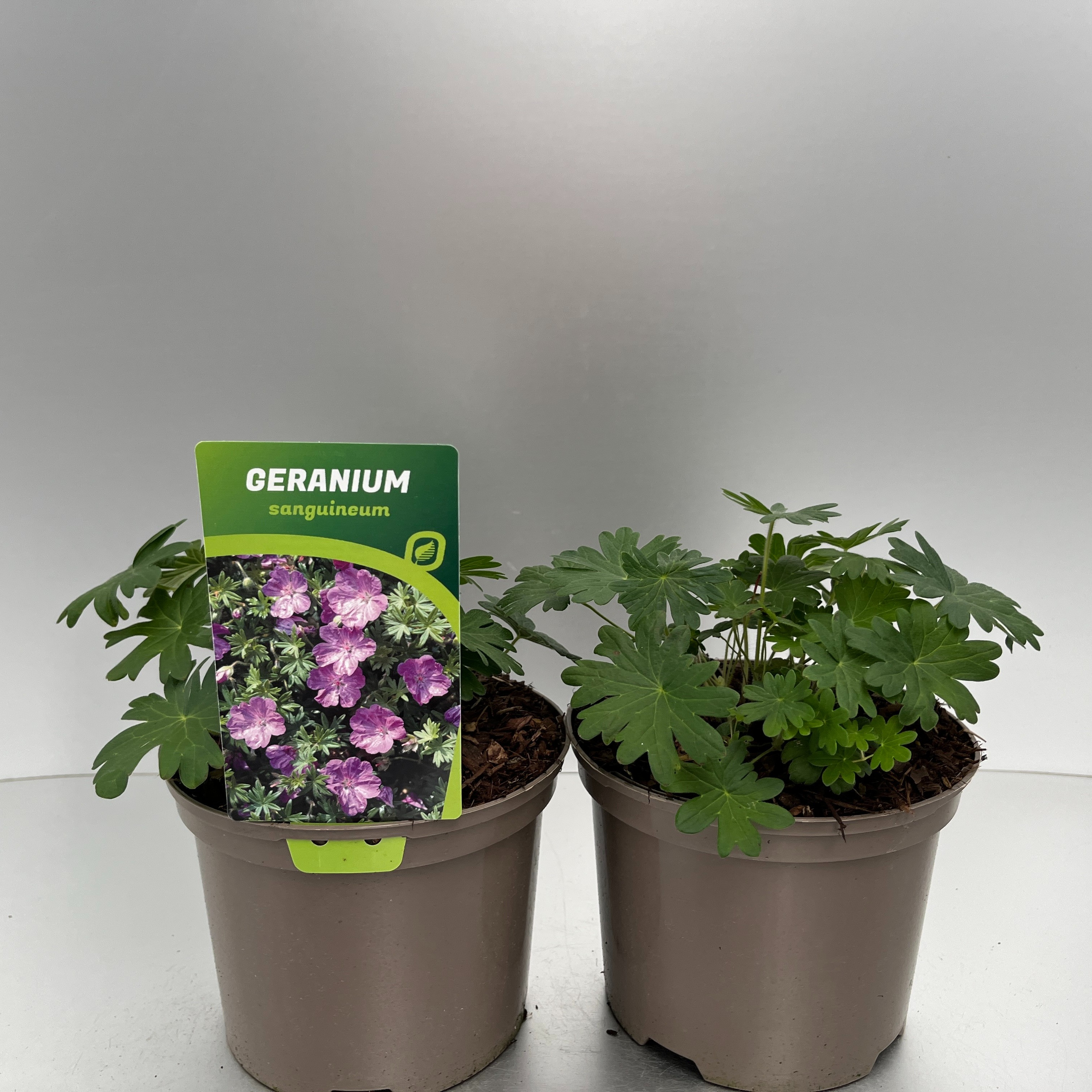 Picture of Geranium sanguineum P17 (2 Ltr)