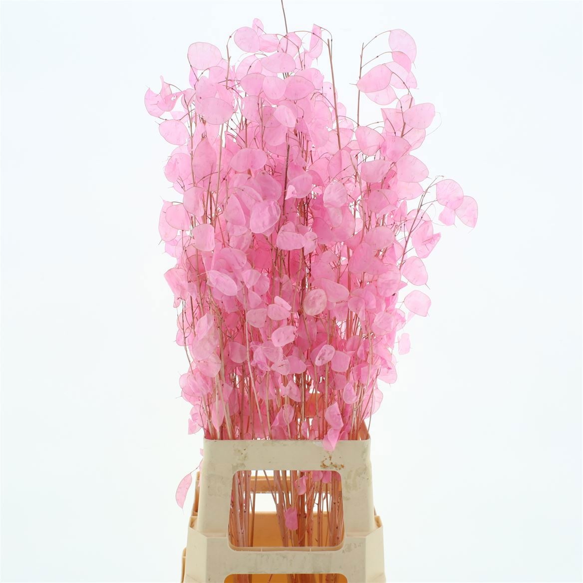 Snijbloemen Klb H%