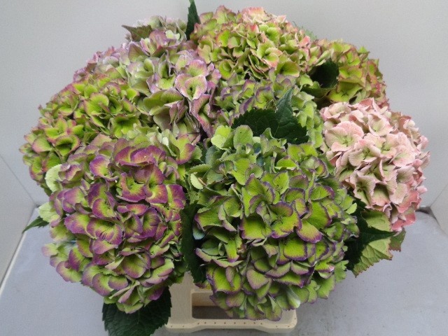 Hydrangea Royal Love Classic Blue 60cm 19Ø
