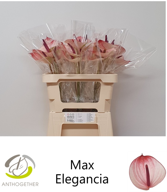 Anth A Max Elegan 50L.cm 10Ø Cm