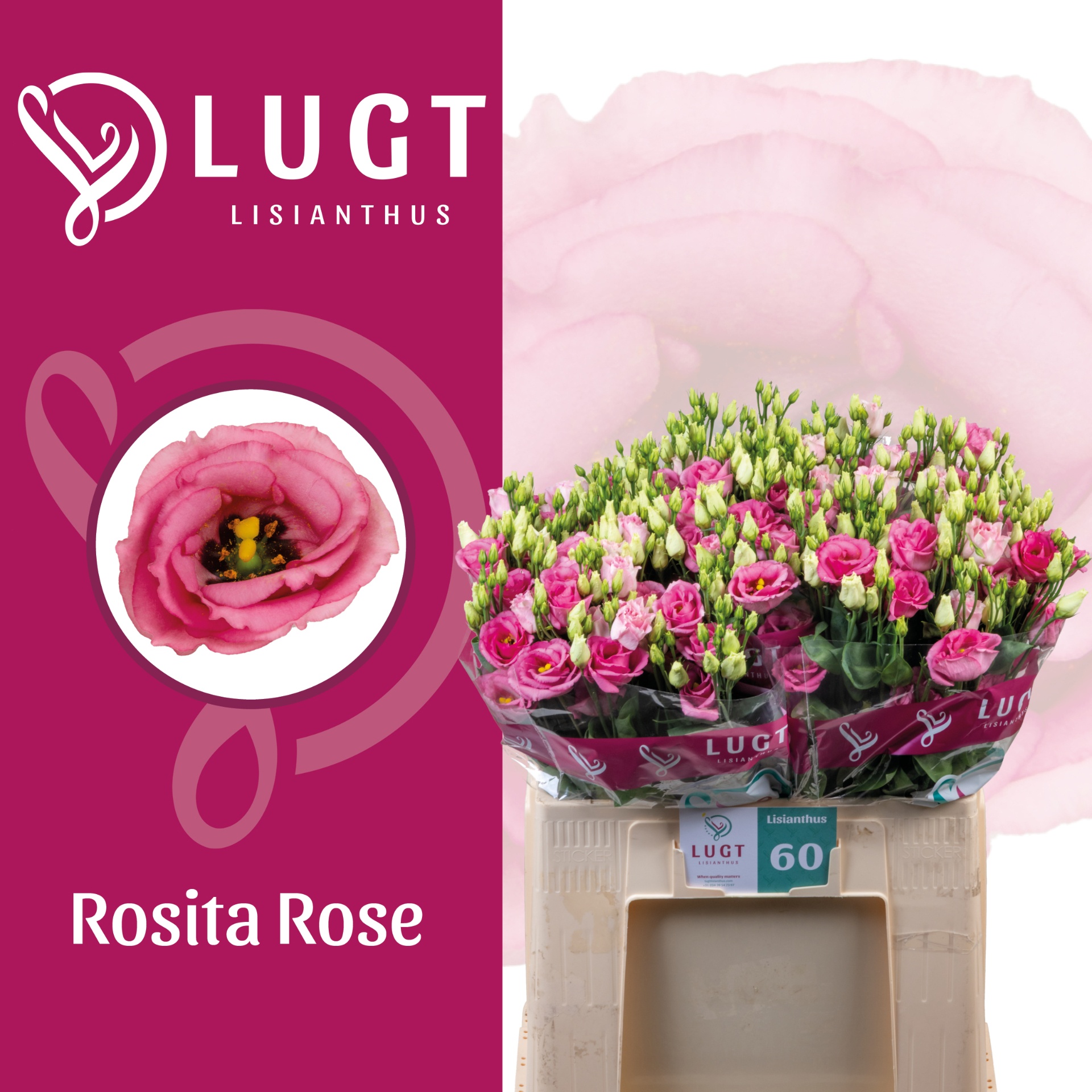 Eus G Rosi Rose Pink 65L.cm 55+knop 24bloei