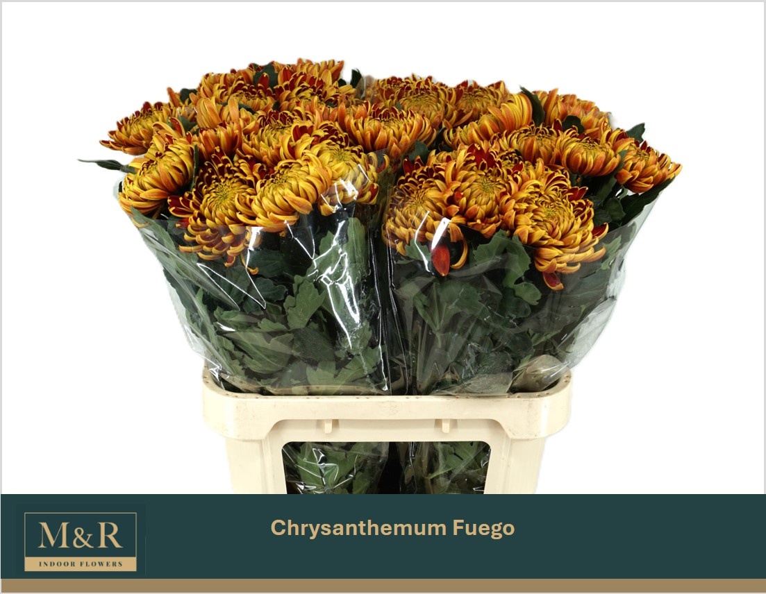 Chrys Single Fuego 80cm 95gram
