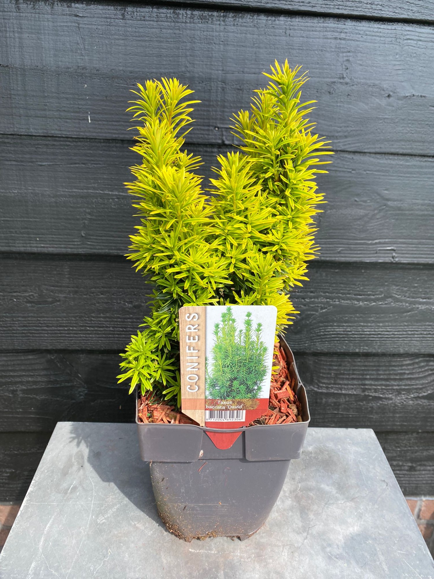 Picture of Taxus baccata 'David' P17