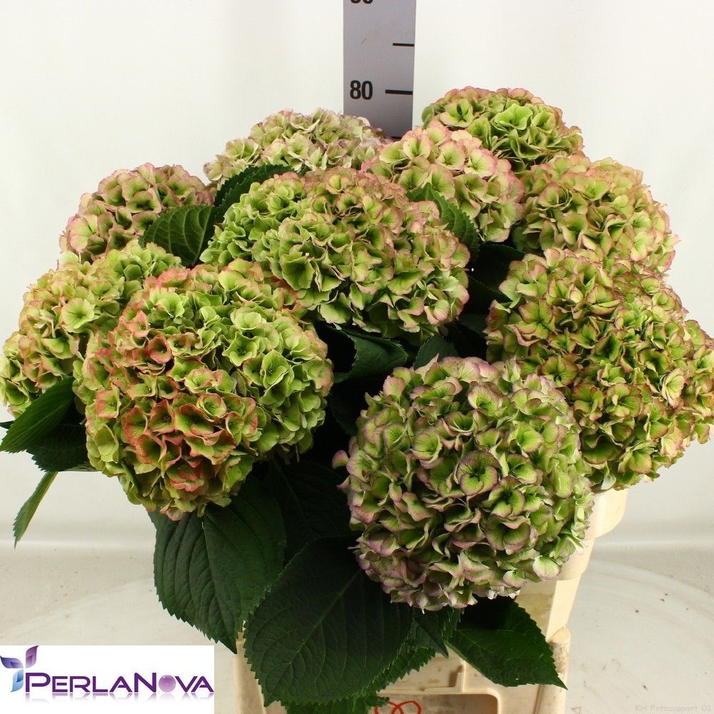 Hydrangea My Heaven Classic 80cm 21Ø
