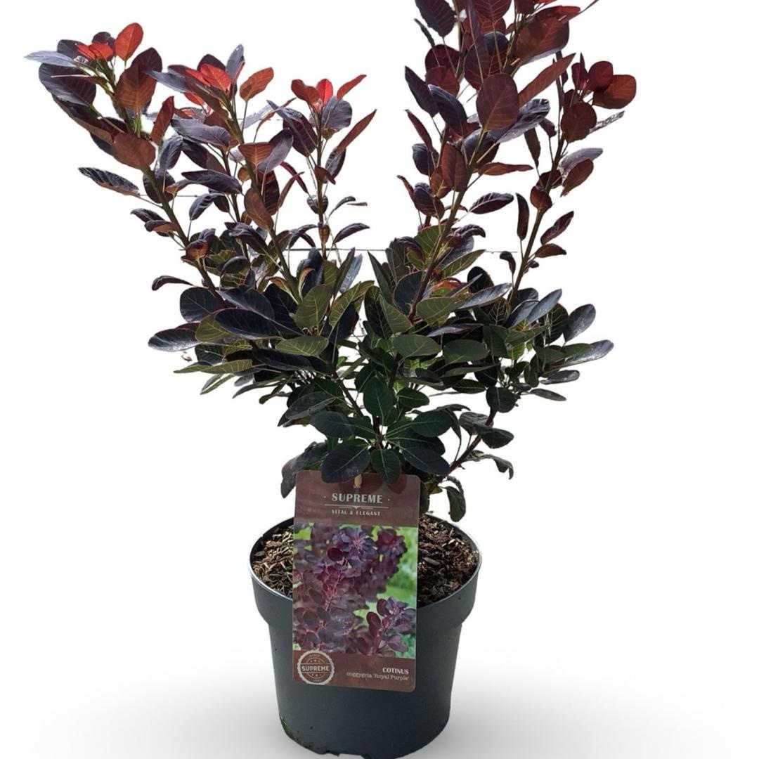 Coti Co Royal Purple