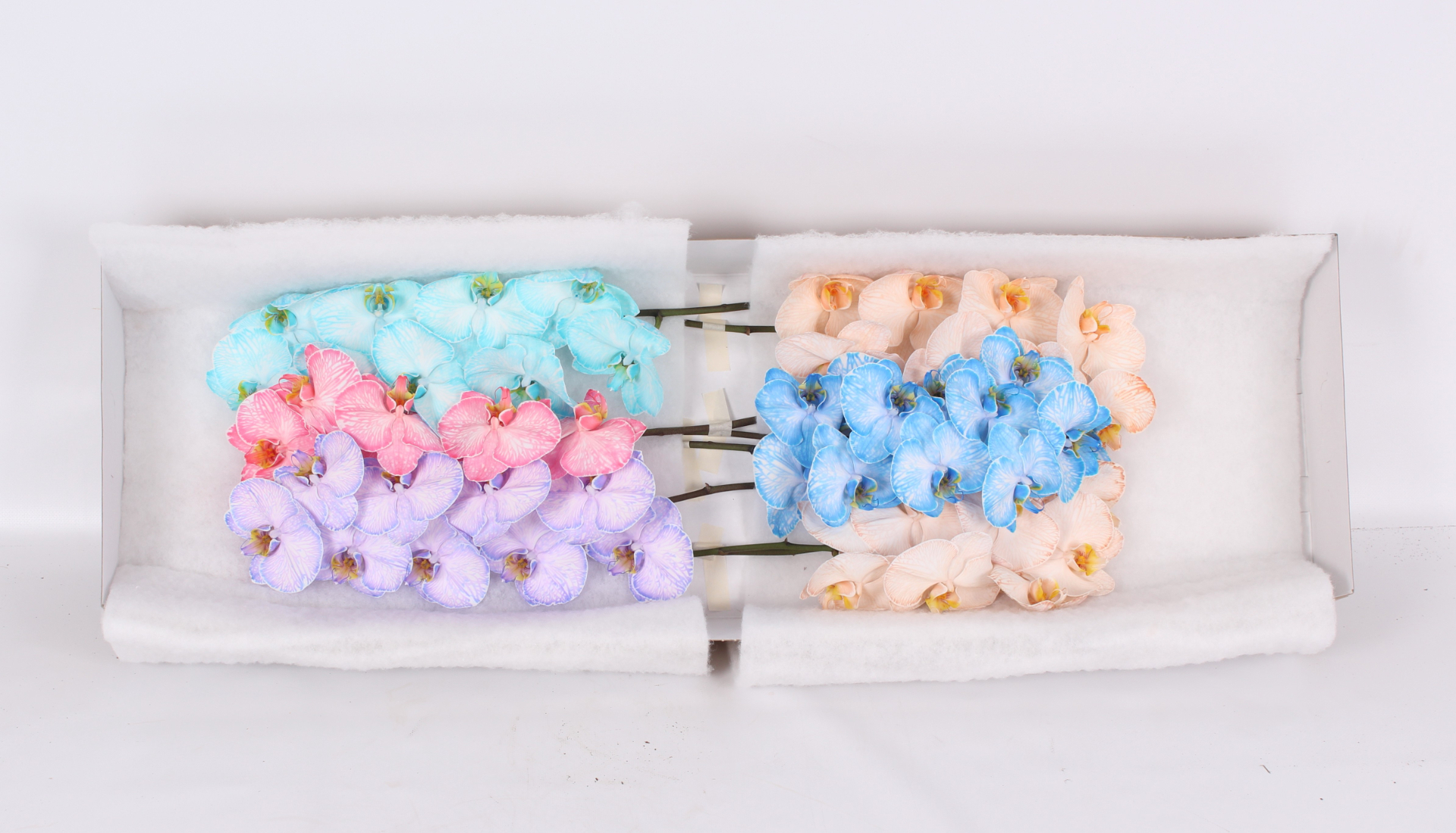 Phal Painted Mix Tak 9+