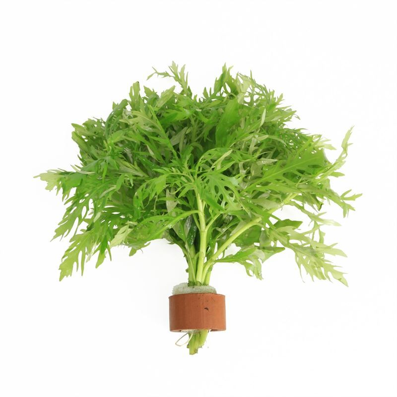 Hygrophila difformis tcr