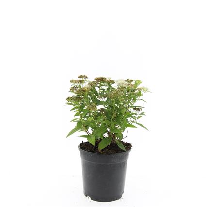 Picture of Spiraea jap. Albiflora P14