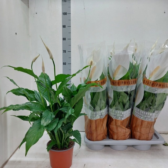 Spath Sweet Chico 17Ø 60cm