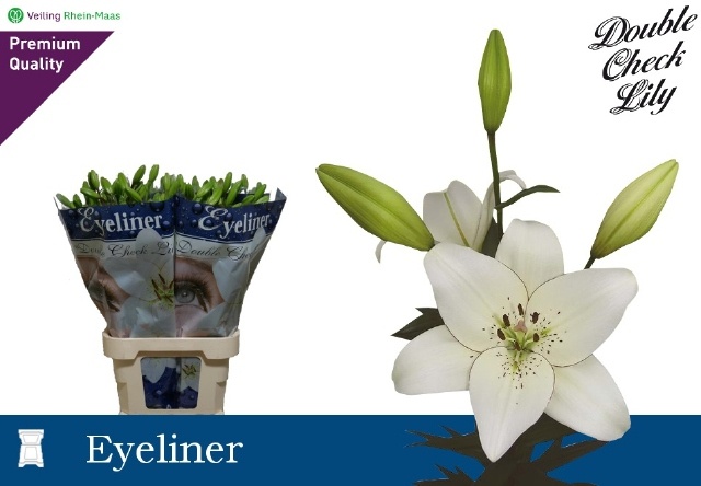Lilium As Eyeliner 90cm 4/5bl