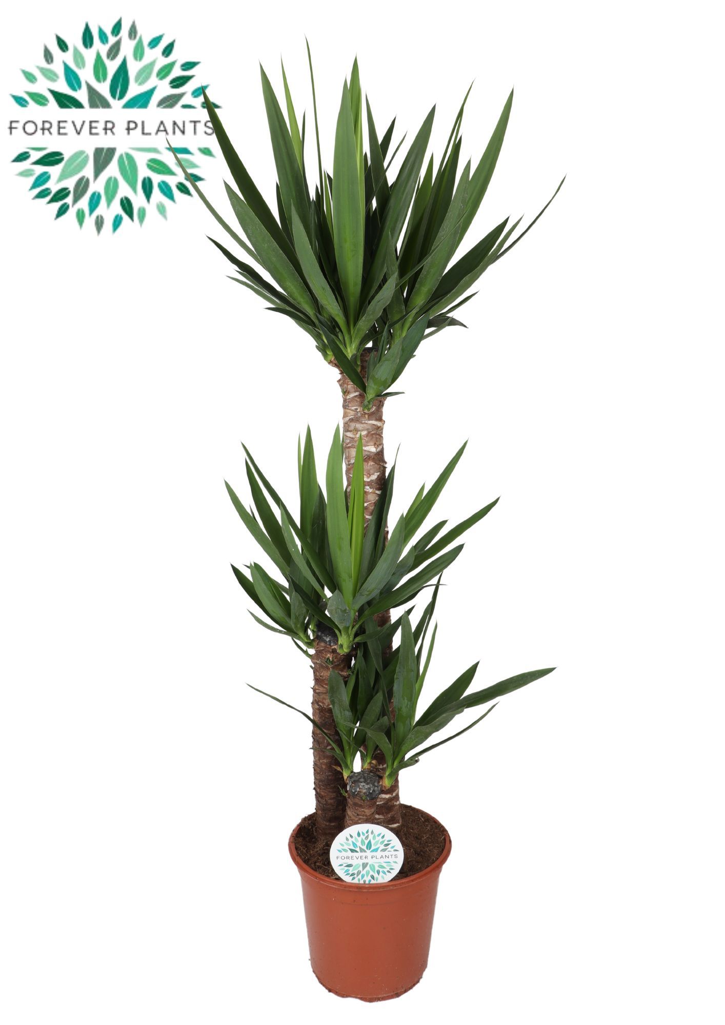 Yucca , 90+45+20 (3+ KOP)