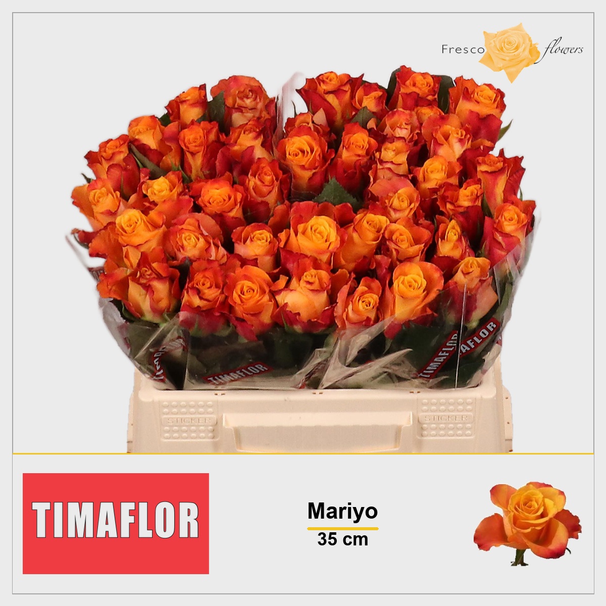 Rosa Mariyo! 35cm